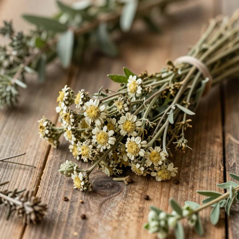 Achillea clavennae