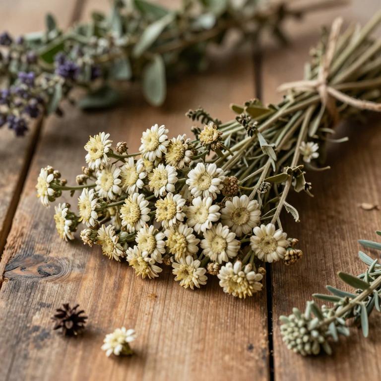 Achillea coarctata