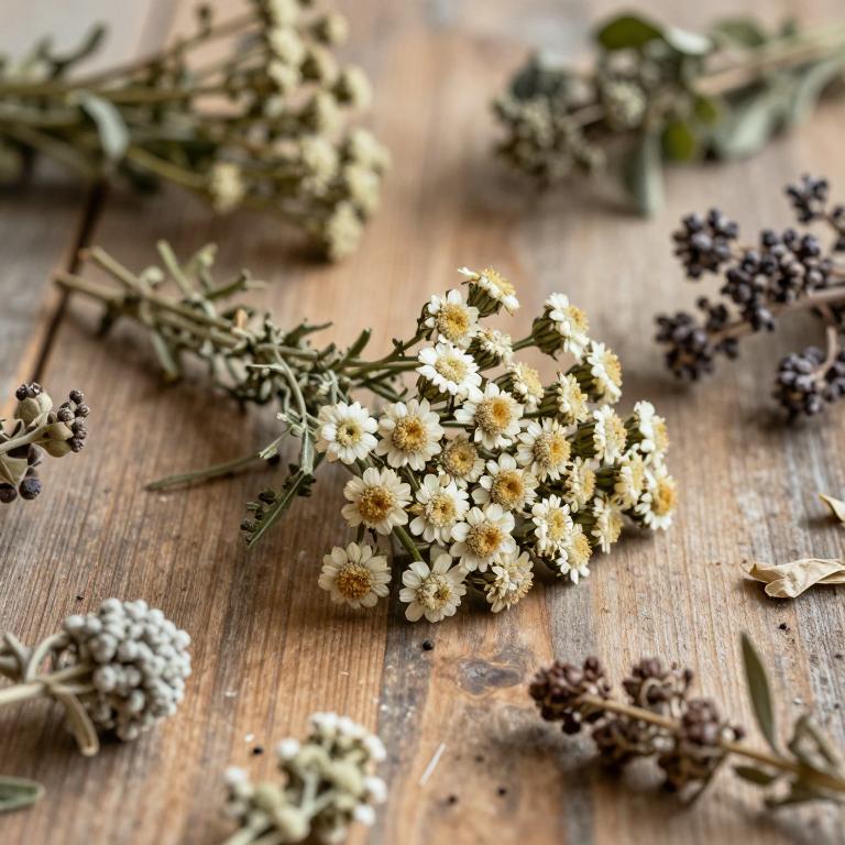 Achillea collina