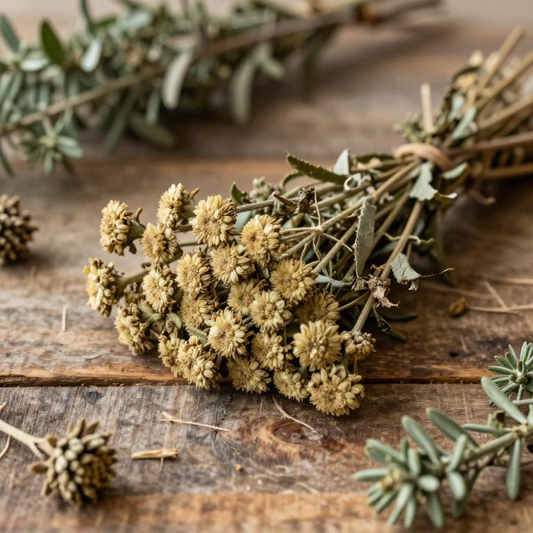 Achillea erba-rotta subsp. moschata