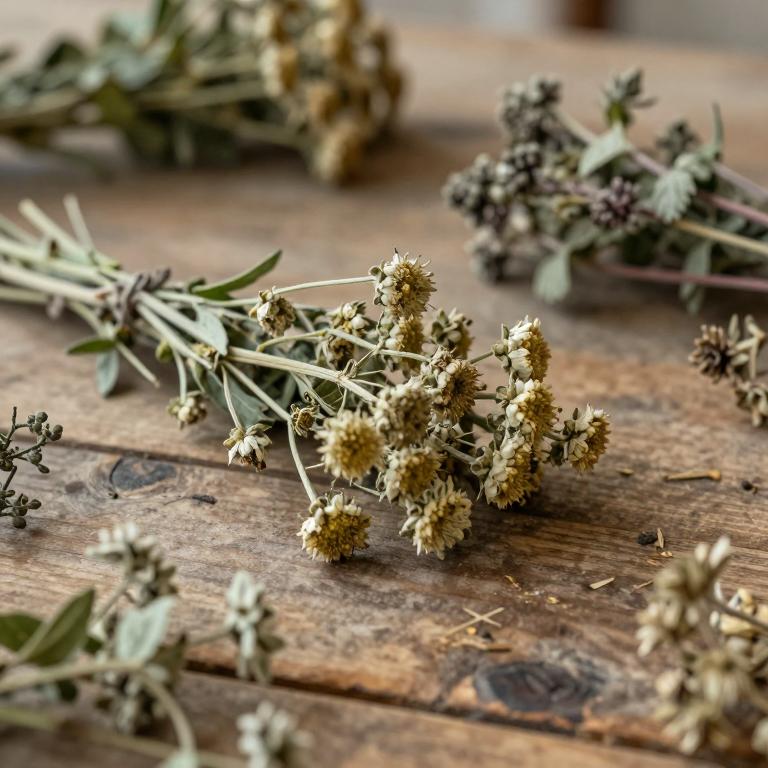 Achillea eriophora