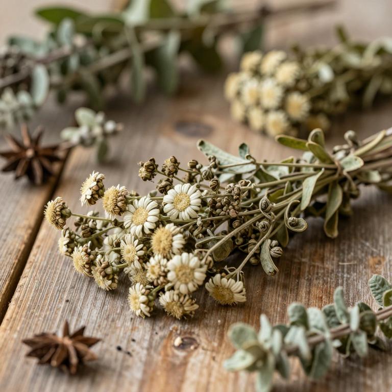 Achillea falcata