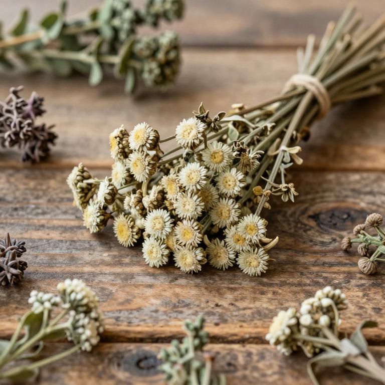 Achillea filipendulina