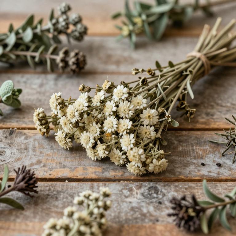 Achillea fragrantissima