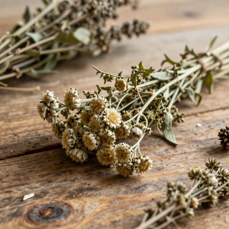 Achillea grandifolia