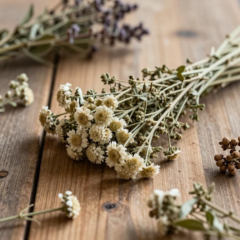 Achillea ligustica