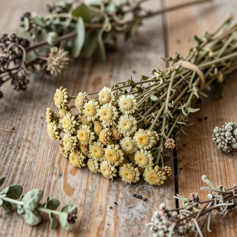 Achillea micrantha