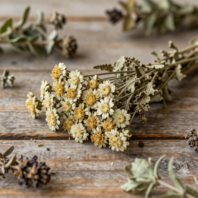 Achillea pachycephala