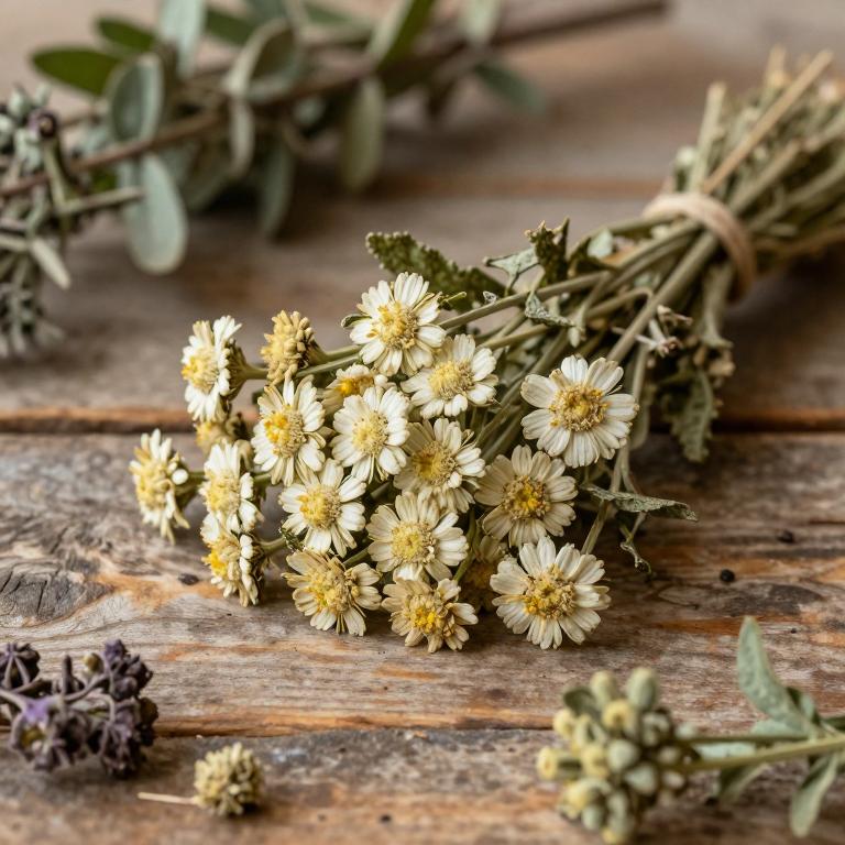 Achillea pseudoaleppica