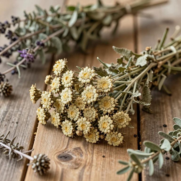 Achillea santolinoides