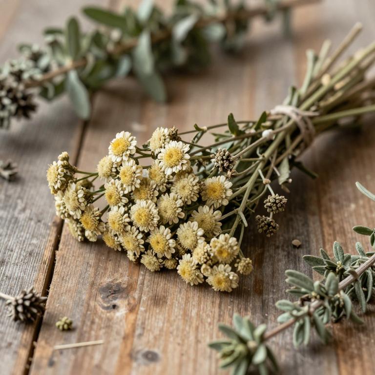 Achillea setacea