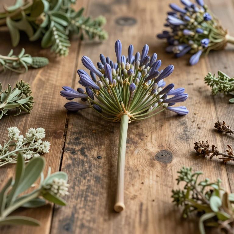 Agapanthus campanulatus