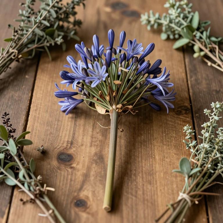 Agapanthus praecox
