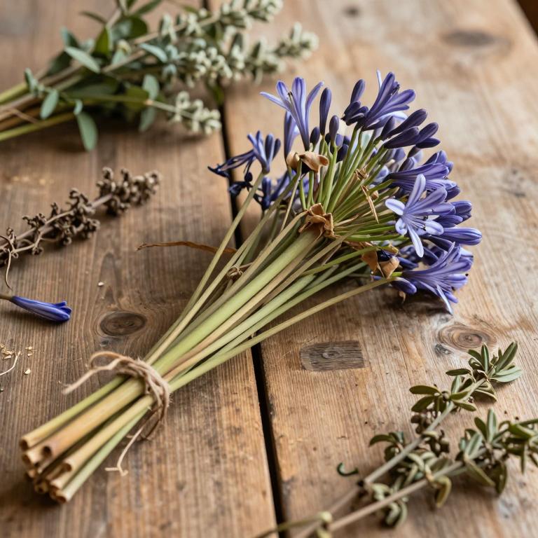 Agapanthus