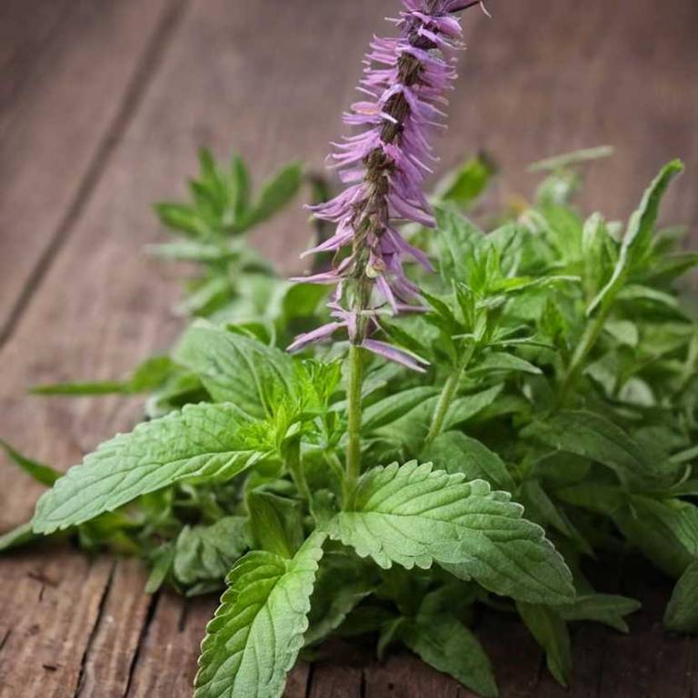 agastache nepetoides