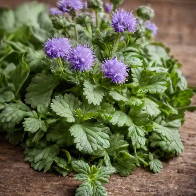 ageratum conyzoides