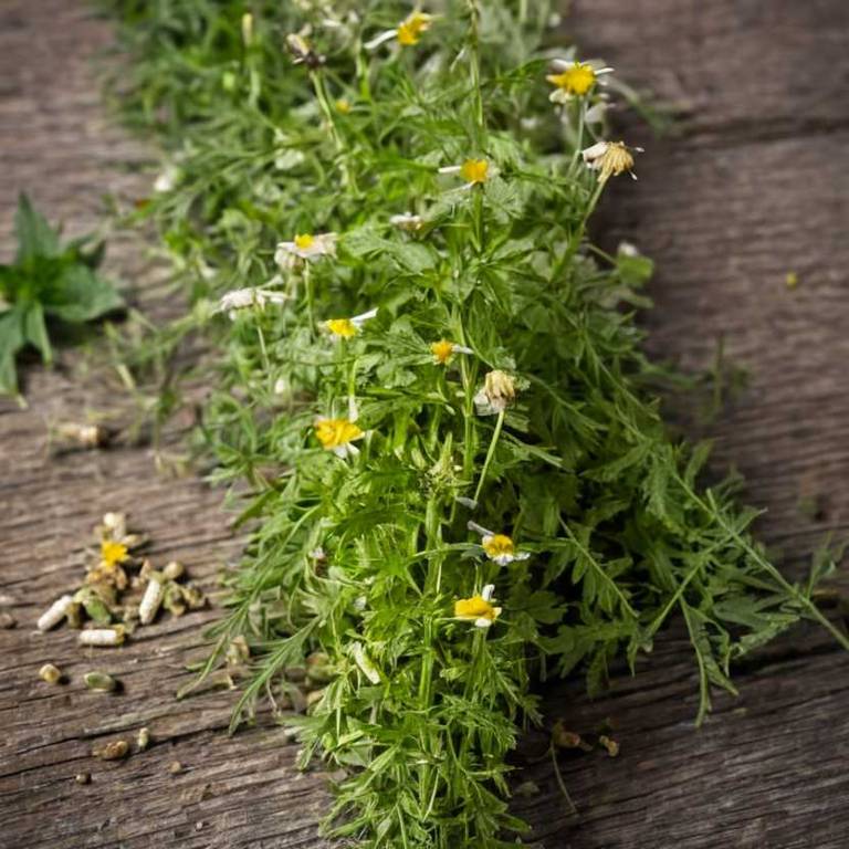 agrimonia eupatoria