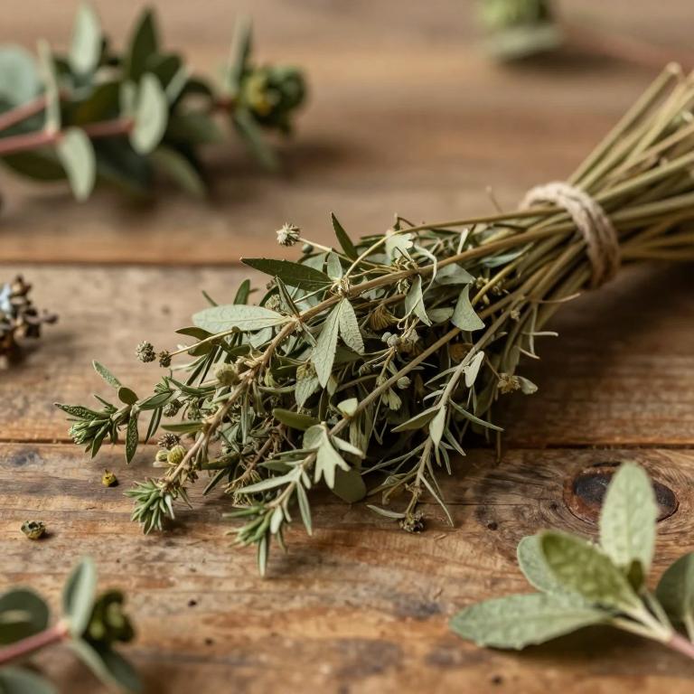Alangium grisolleoides