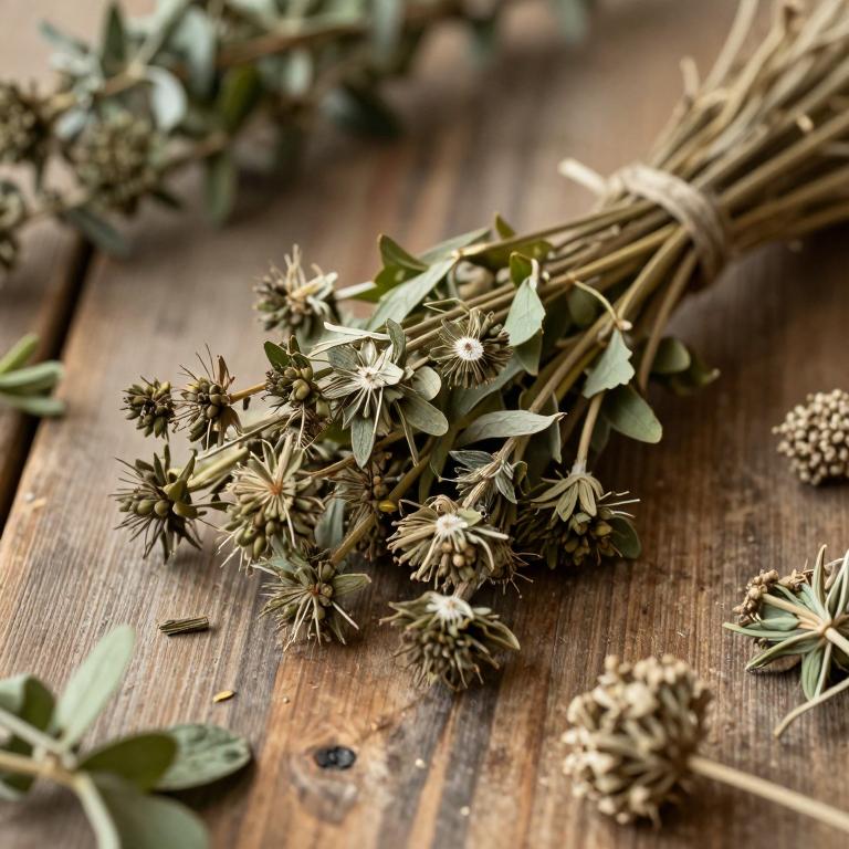 Allium angulosum