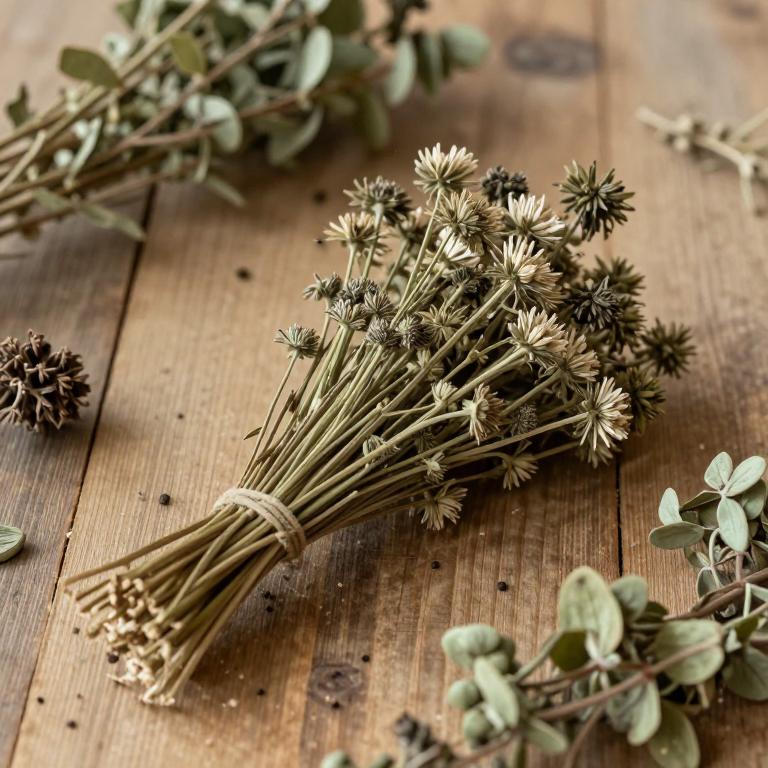 Allium jesdianum