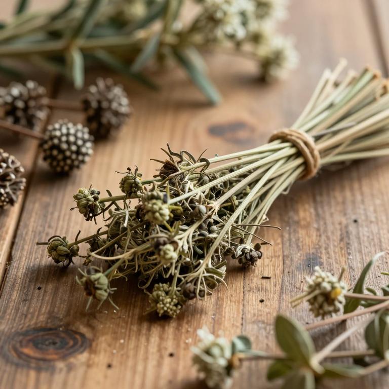 Allium karataviense