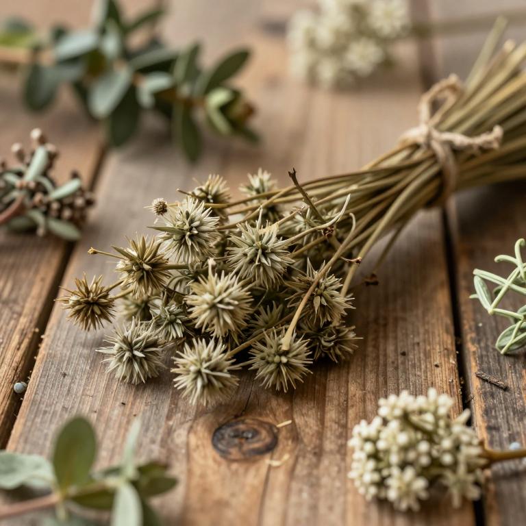 Allium peroninianum