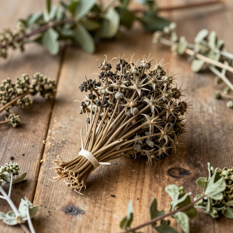 Allium porrum