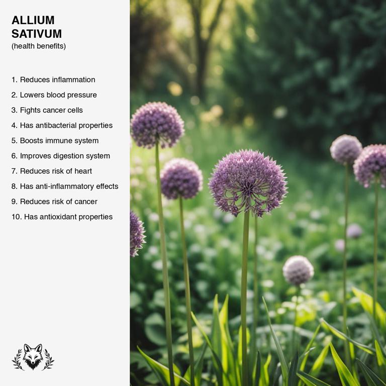 benefits of Allium sativum