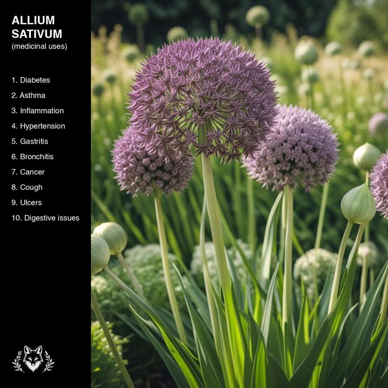 uses of Allium sativum