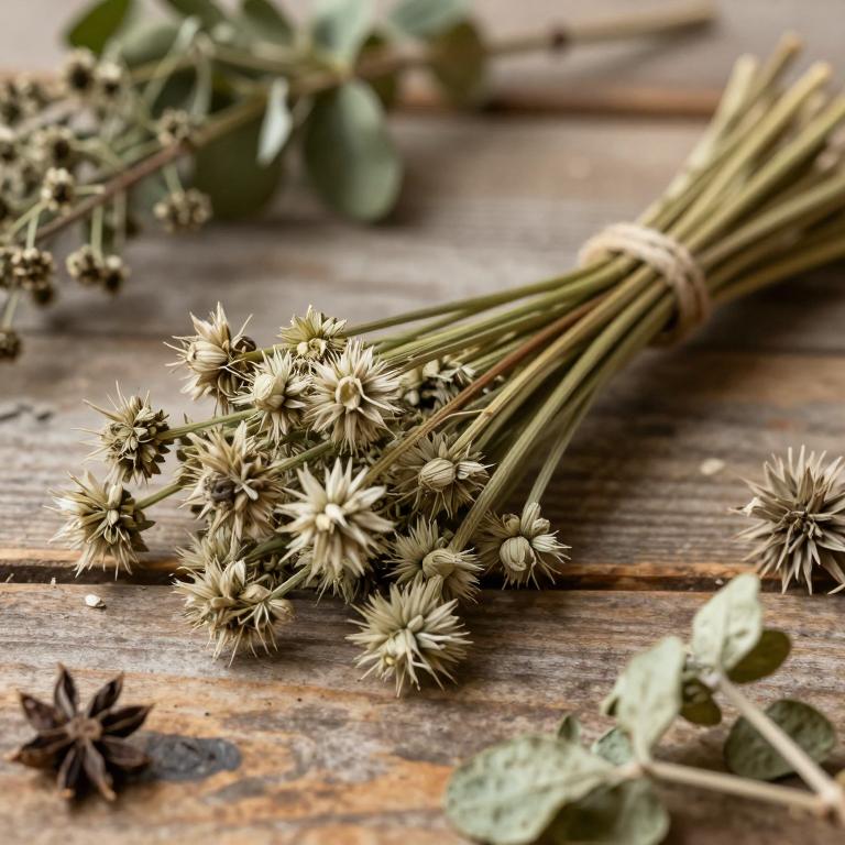 Allium turcicum