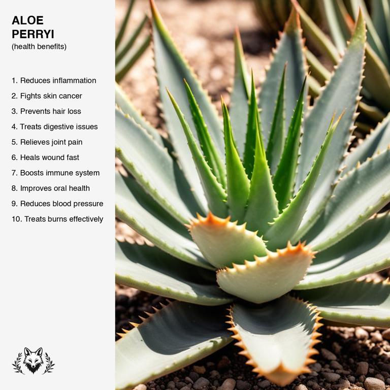 benefits of Aloe perryi