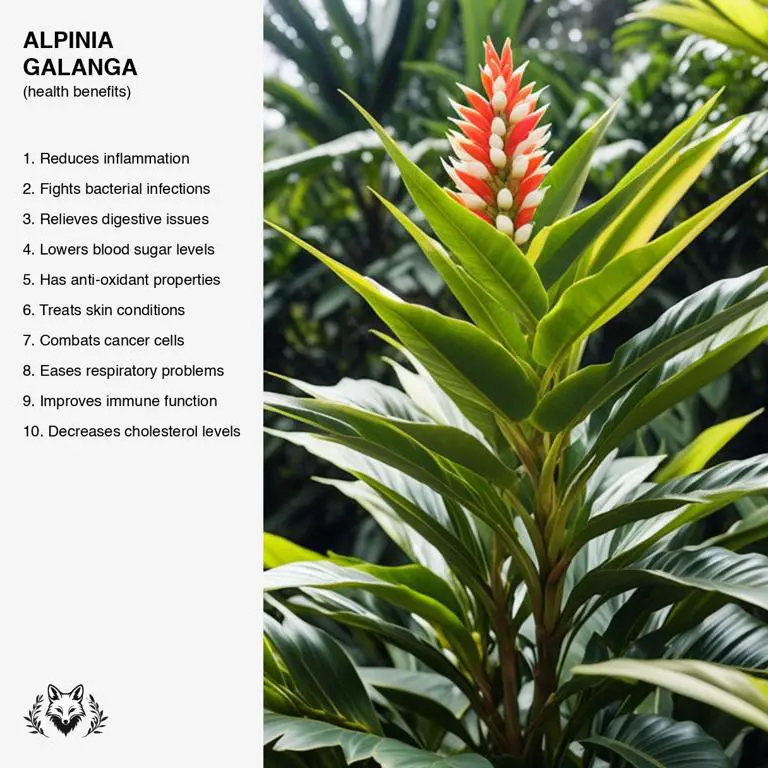 benefits of Alpinia galanga