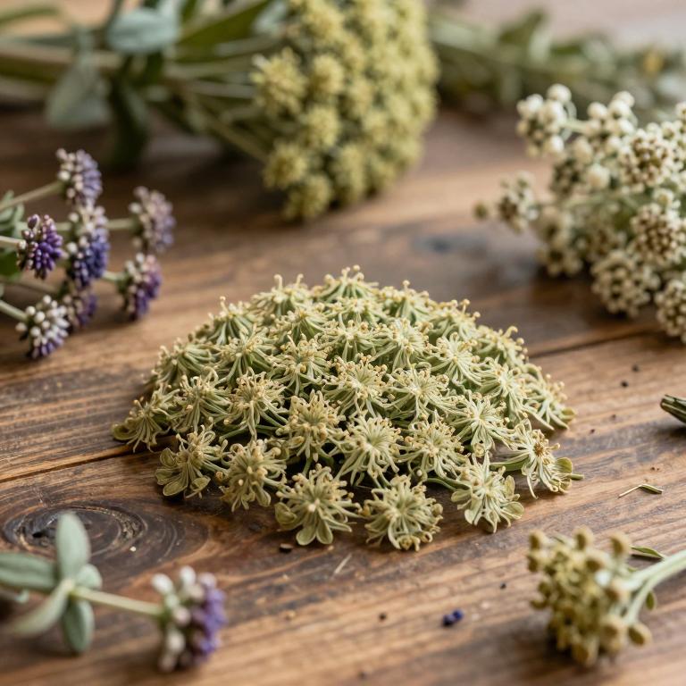 Angelica archangelica subsp. archangelica
