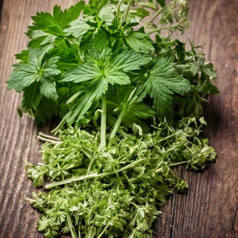 angelica archangelica for menopause