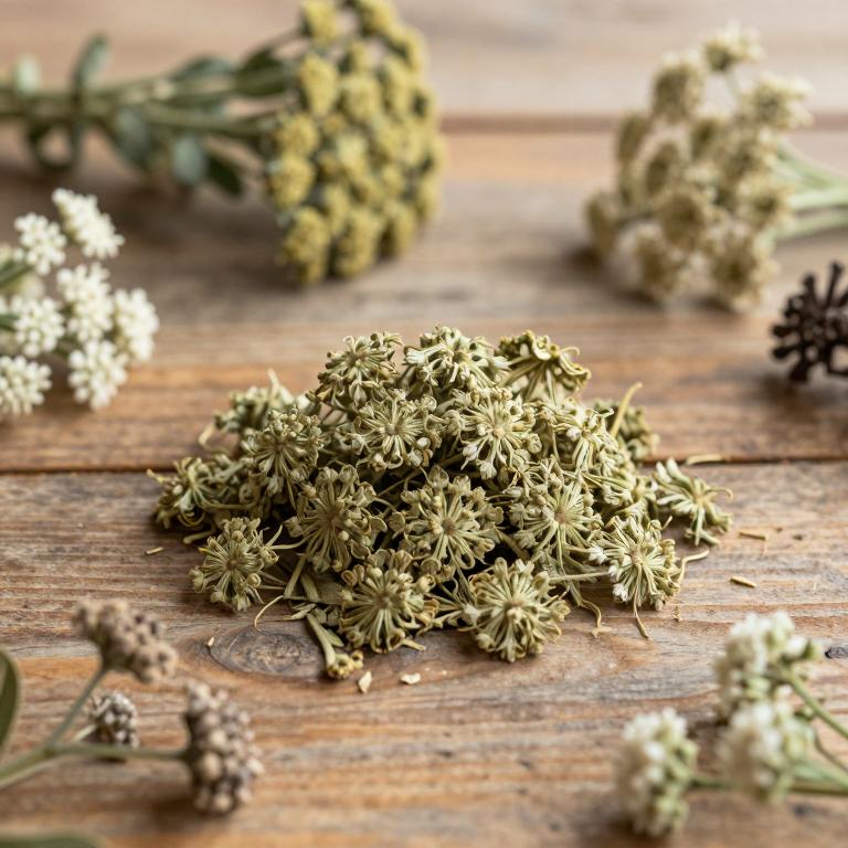 Angelica edulis