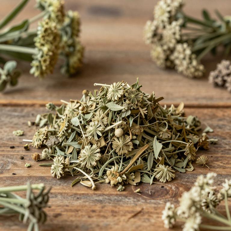 Angelica lucida