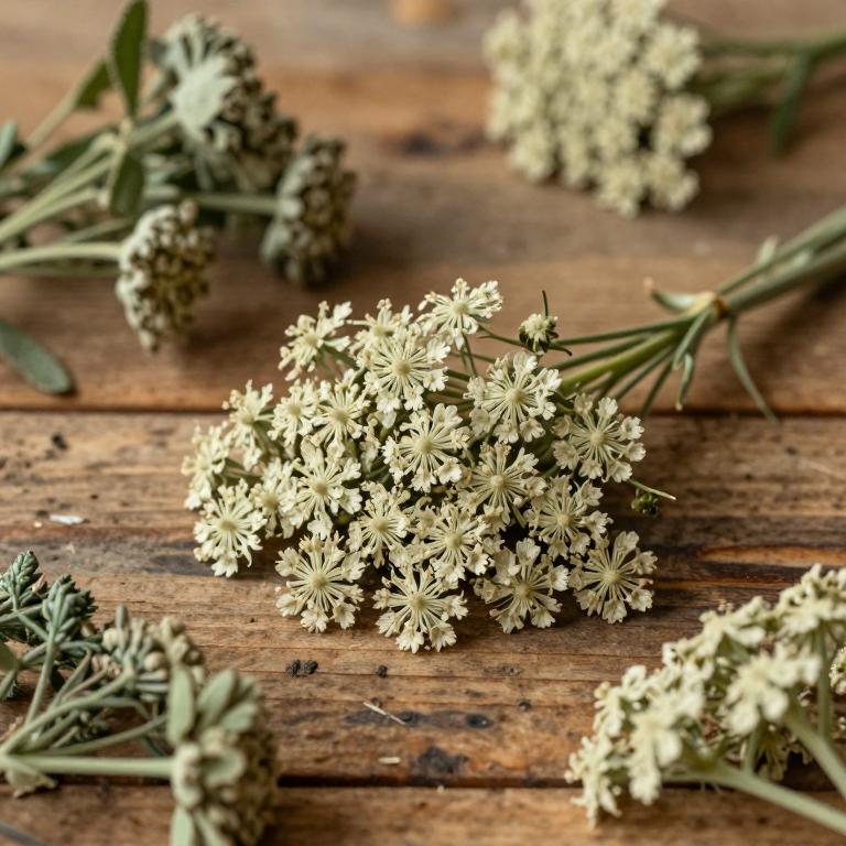 Angelica pubescens