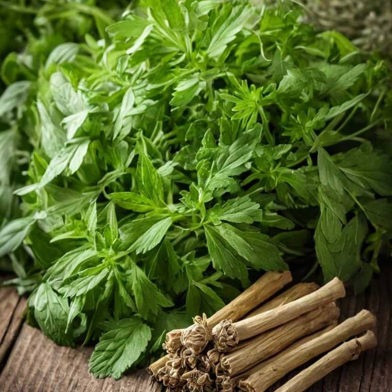 angelica sinensis