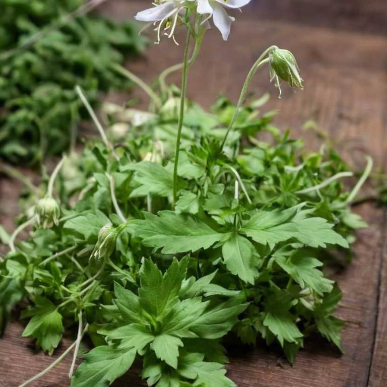 aquilegia canadensis