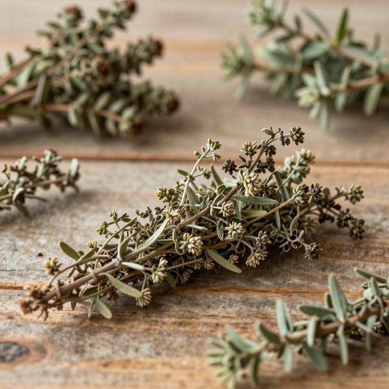 Arctostaphylos patula