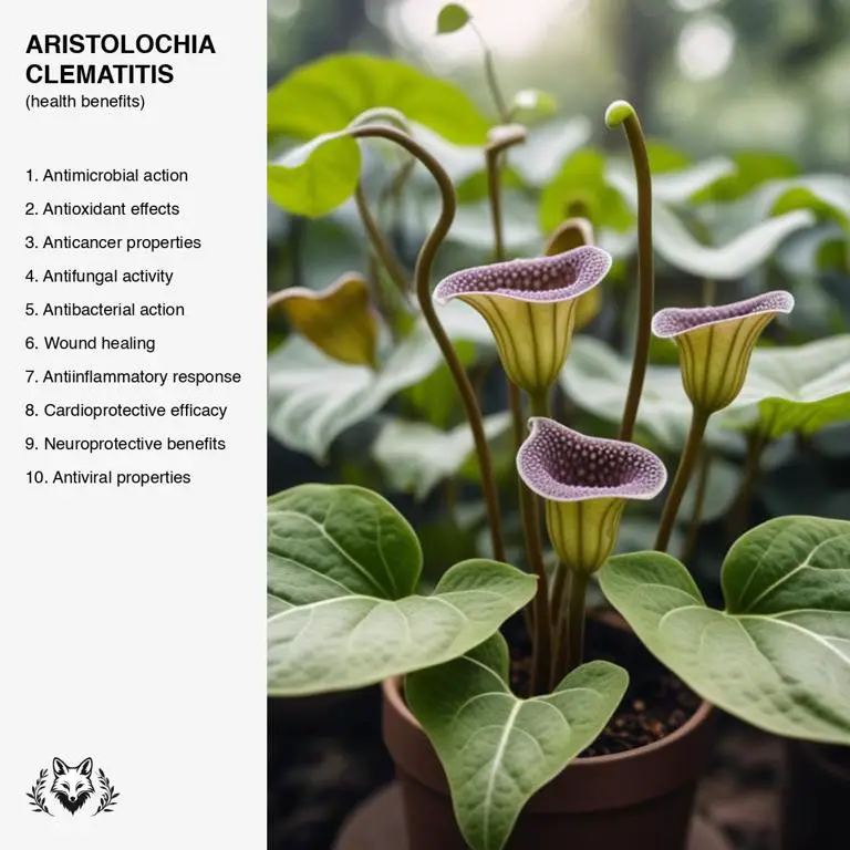 benefits of Aristolochia clematitis