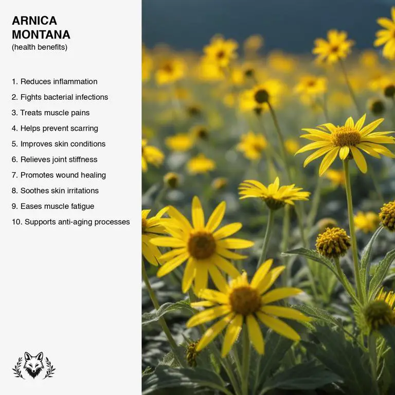 benefits of Arnica montana