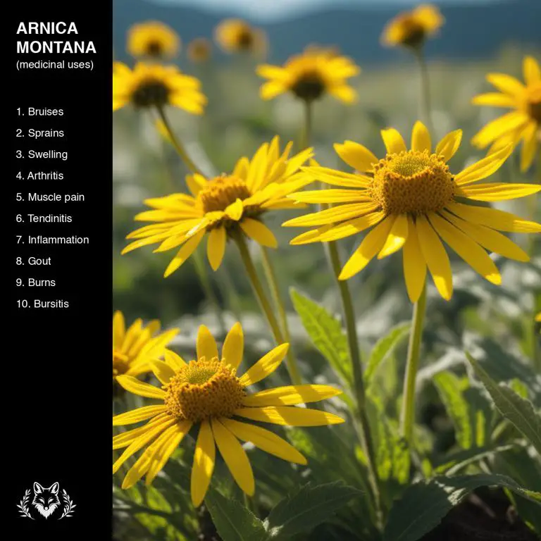 uses of Arnica montana