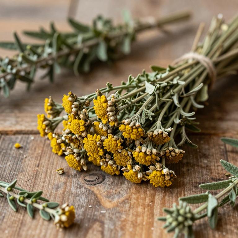 Artemisia alba subsp. alba