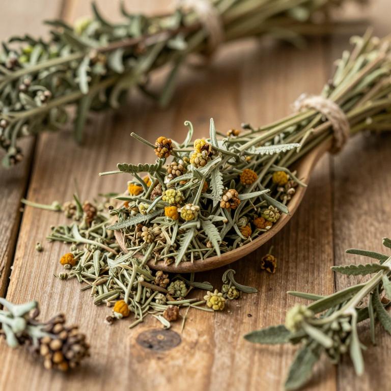 Artemisia caerulescens subsp. gallica