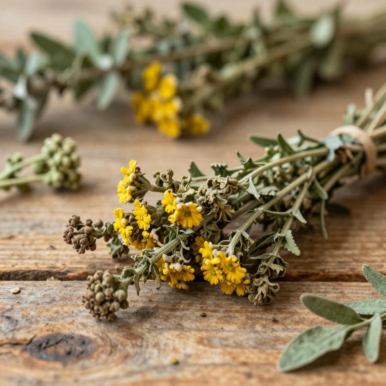 Artemisia campestris subsp. lednicensis