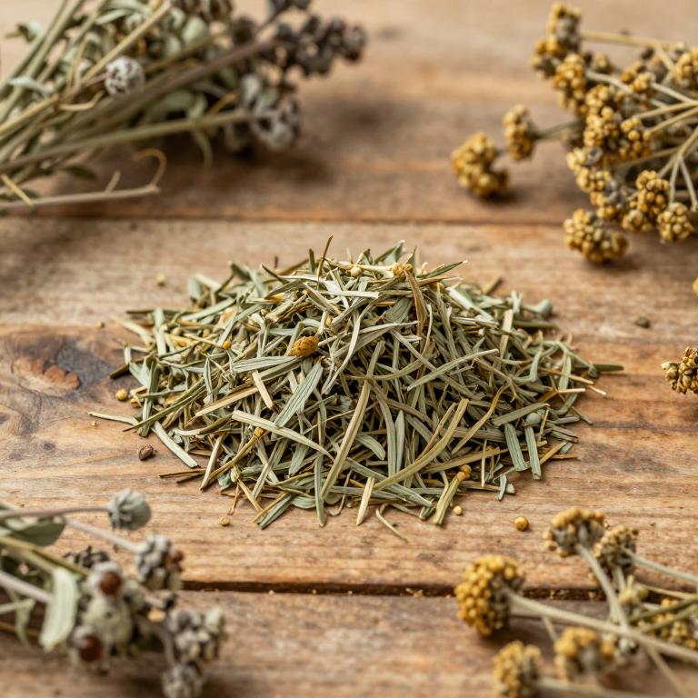 Artemisia laciniata