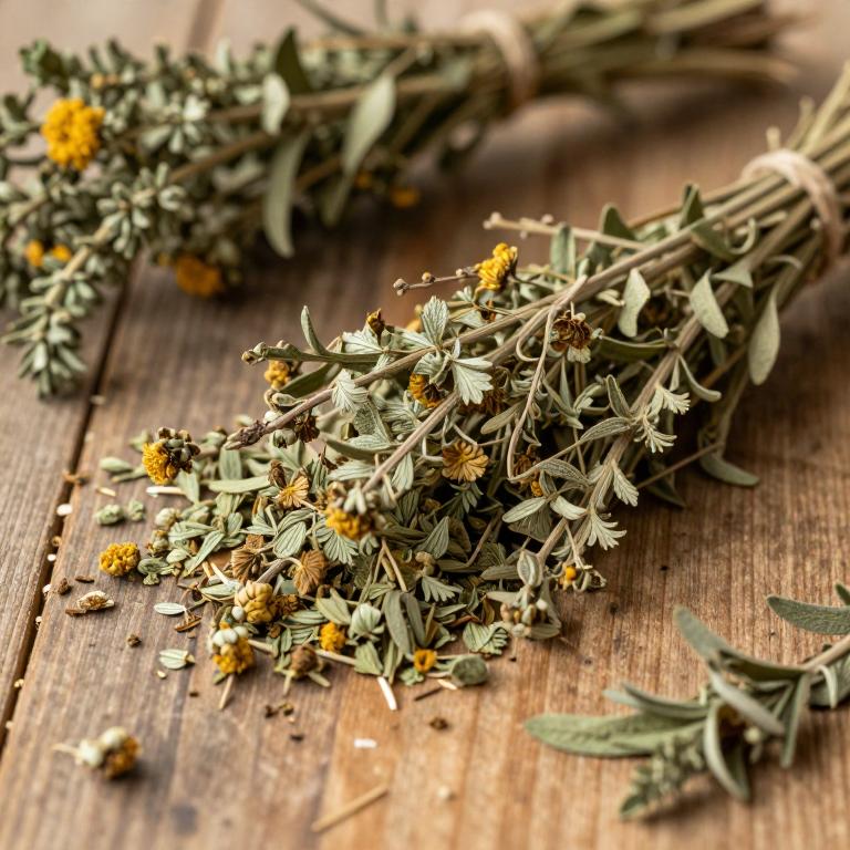Artemisia obtusiloba var. glabra