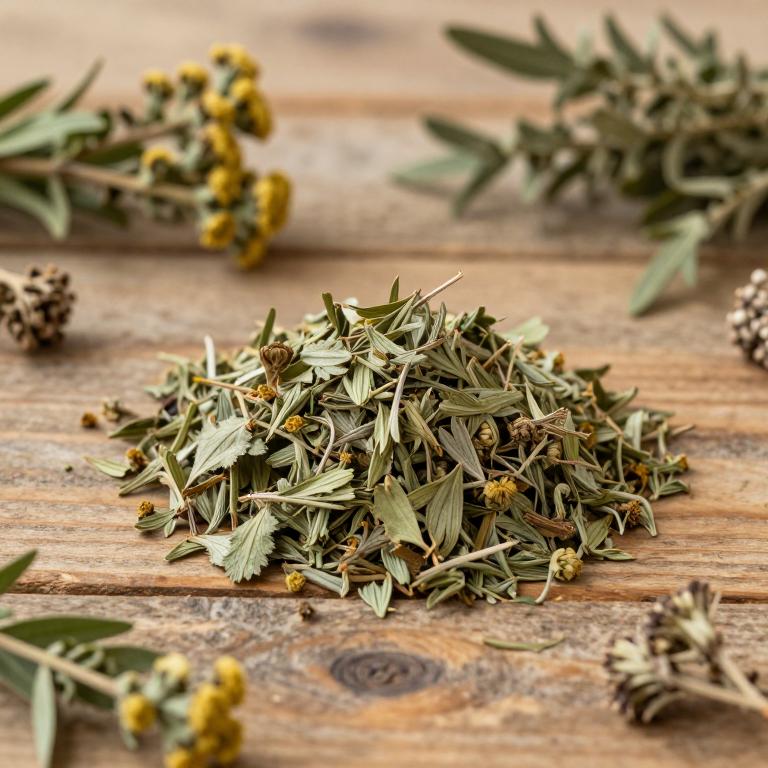 Artemisia stechmanniana