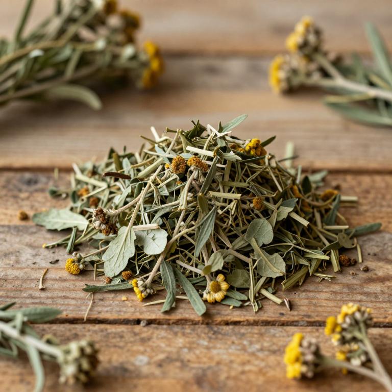 Artemisia stelleriana